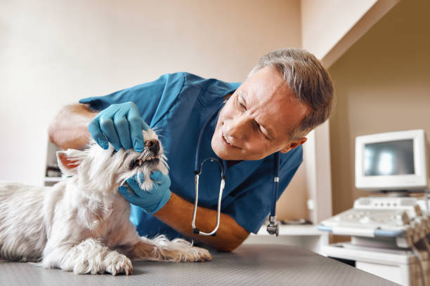 Best Emergency Dental Services Near Me  in Trexlertown, PA